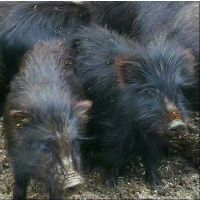 在铅山县藏香猪圈养还是散养