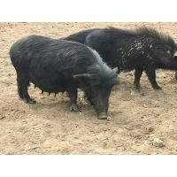 湖北鄂州市有没有放养藏香猪的
